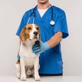 A recent Which? survey of 2,000 pet owners found that 73 per cent considered vet consultation fees expensive.