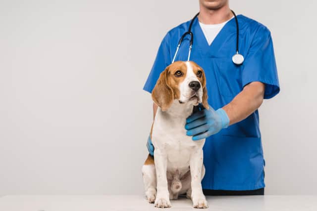 A recent Which? survey of 2,000 pet owners found that 73 per cent considered vet consultation fees expensive.