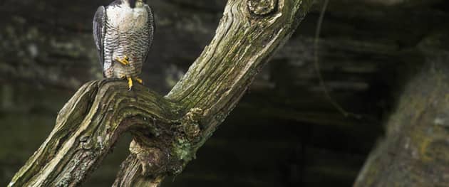 Peregrine falcon have nested at the gasworks for many years. (Photo: RSPB)