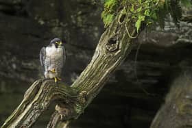 Peregrine falcon have nested at the gasworks for many years. (Photo: RSPB)