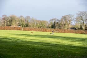 Walkers and dog walkers in Graves Park Sheffield