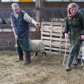 Yorkshire Shepherdess Amanda Owen and husband at the time, Clive, sort out some of the new-born lambs prior to giving them health checks in April 2014 near Kirkby Stephen, England. (Pic credit: Ian Forsyth / Getty Images)
