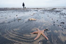 Dead and dying starfish that have been washed up on the beach at Saltburn-by-the-Sea in North Yorkshire. PIC: Owen Humphreys/PA Wire