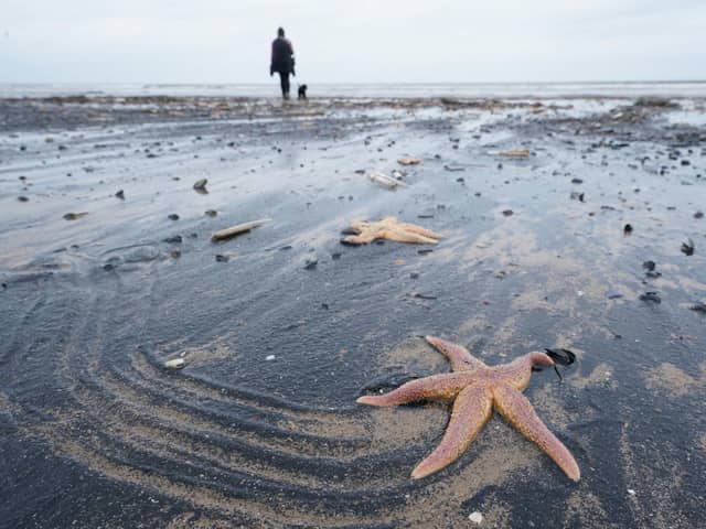 Dead and dying starfish that have been washed up on the beach at Saltburn-by-the-Sea in North Yorkshire. PIC: Owen Humphreys/PA Wire