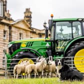 Picture Credit Charlotte Graham 
Peg the sheep dog ahead of The International Sheep Dog Trials.
The sheepdog trials take place every year on both a national and international level, but it is the first time the Ryedale community will welcome international competitors to the Estate.