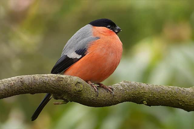 How to spot the birds in your garden this autumn
