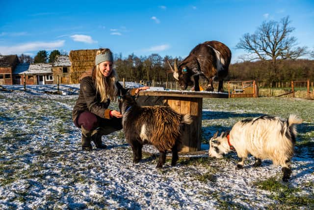 Farmers Kelly and Adam Robinson, of Lower Coates Farm, Blackergreen Lane, Silkstone Common, South Yorkshire. Pictured Kelly, with her flock of Pygmy goats.
