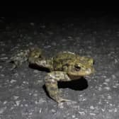 One of the toads helped to safety by volunteers with Wildlife Friendly Otley