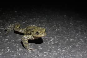 One of the toads helped to safety by volunteers with Wildlife Friendly Otley