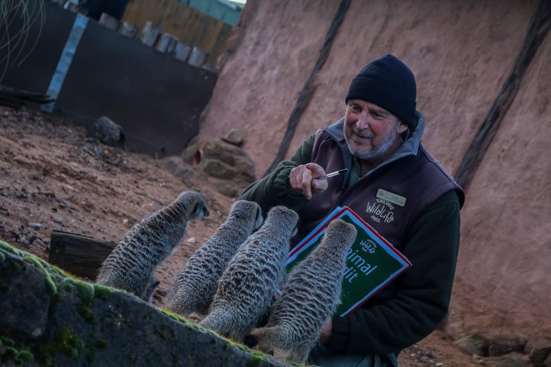 Colin Northcott, Deputy Head of Carnivores said: "We have to make each animal comfortable and encourage them to stay still, which is tricky with the cheeky meerkats."