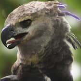The Harpy Eagle filmed and photographed in Panama. It is one of the most powerful and rarest eagles in the world.