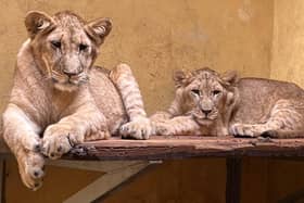 Yorkshire Wildlife Park is facing a race against time to save four lions who have been traumatised by the war in Ukraine.