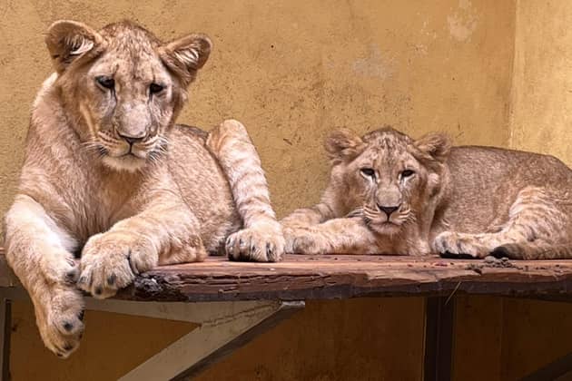 Yorkshire Wildlife Park is facing a race against time to save four lions who have been traumatised by the war in Ukraine.