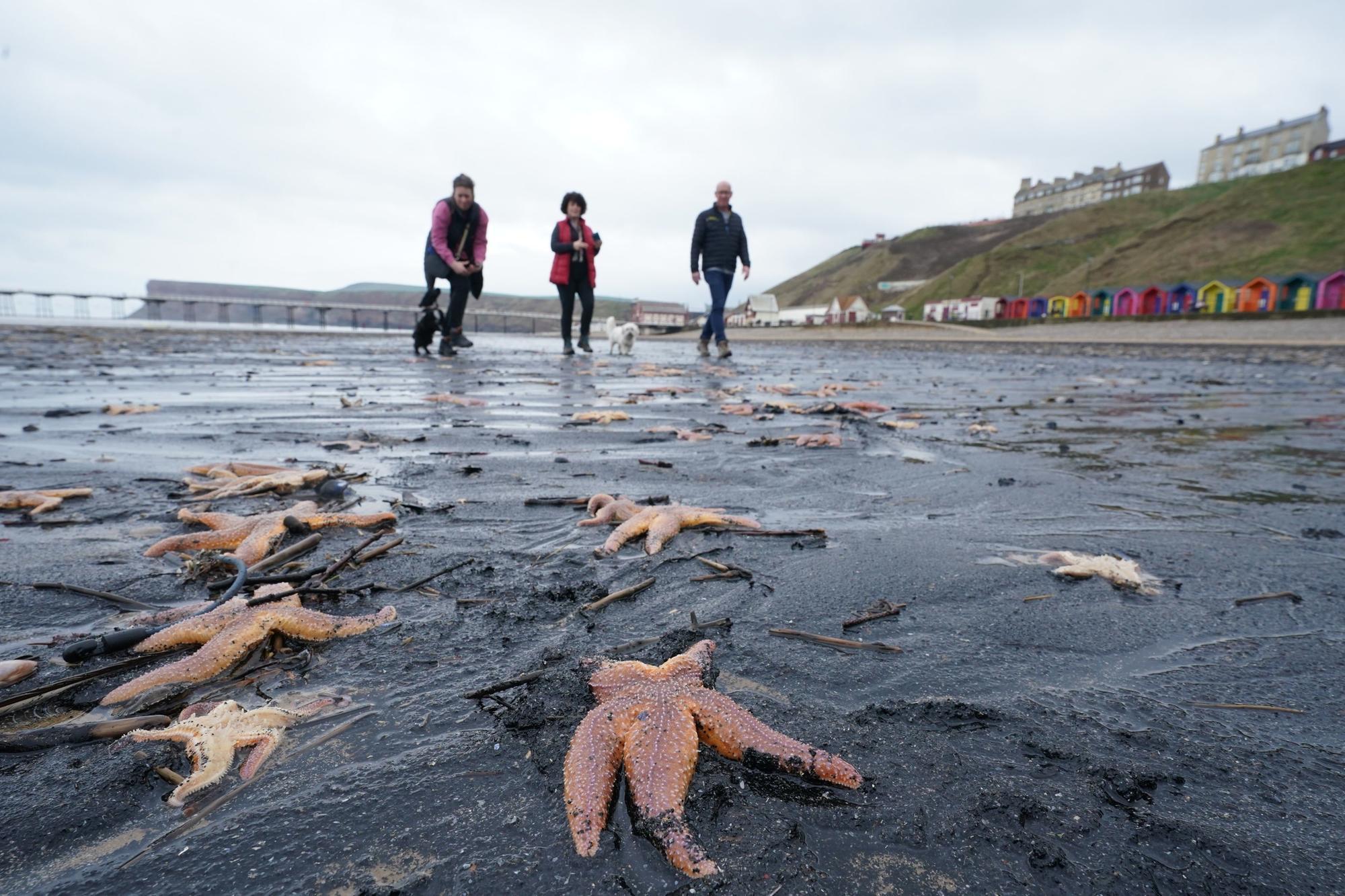 Awkward questions remain over North Yorkshire and Teesside sealife die-offs: Andy Brown - Vimarsana News