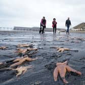 Dead and dying starfish that have been washed up on the beach at Saltburn-by-the-Sea in North Yorkshire, pictured in March. Visitors to the beach, just south of the River Tees, were met with the sight of hundreds of thousands of dead mussels on the shoreline, starfish - some of which were barely moving - crabs and razor clams. Photo: Owen Humphreys/PA Wire
