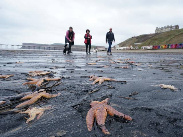 Dead and dying starfish that have been washed up on the beach at Saltburn-by-the-Sea in North Yorkshire, pictured in March. Visitors to the beach, just south of the River Tees, were met with the sight of hundreds of thousands of dead mussels on the shoreline, starfish - some of which were barely moving - crabs and razor clams. Photo: Owen Humphreys/PA Wire
