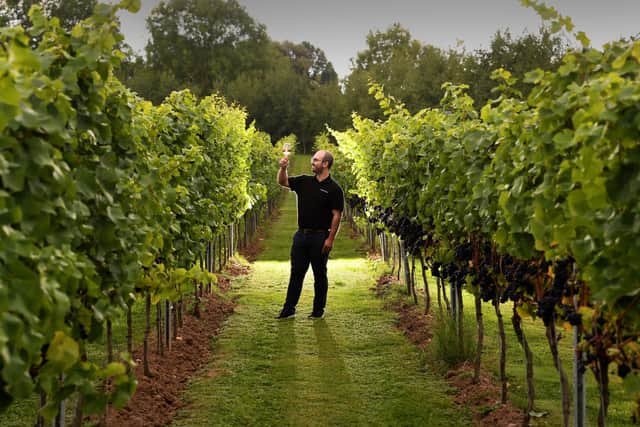 Peter Townsend is pictured on the Grape Harvest at Dunesforde Vineyard, Lower Dunsforth, near Boroughbridge. Picture by Simon Hulme 21st September 2022










