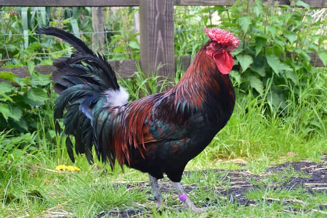 The Derbyshire Redcap joins all native chicken, duck, geese and turkey breeds into the Priority rare breed category in response to the devastating impact on poultry breeding programmes in recent years of avian flu restrictions.