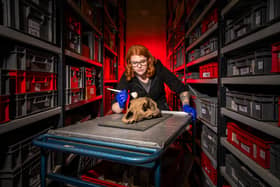 Sarah Burhouse, Curator of Natural Science with Leeds Museums looking at a ancient bear skull which was excavated from the depth of an Irish cave in the 1860s, belonged to a huge type of extinct brown bear. Picture: James Hardisty.
