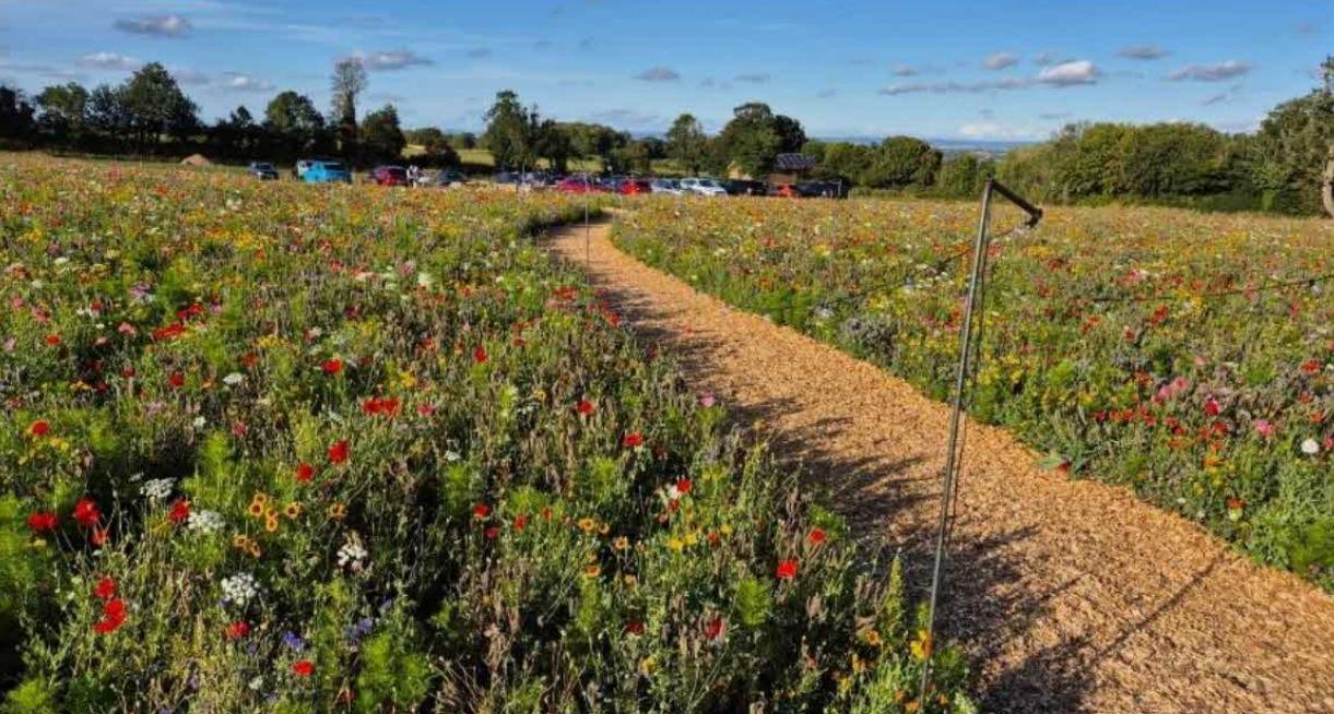 Selbstpflück-Blumenfarm strebt längere Öffnungszeiten nach Verstoß gegen ...