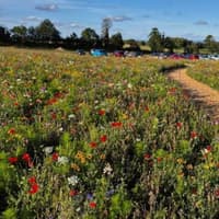 Pick-your-own flower farm seeks longer opening after breaching planning rules
