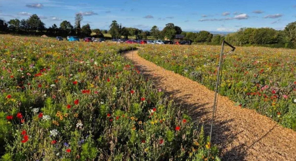 Selbstpflück-Blumenfarm strebt längere Öffnungszeiten nach Verstoß gegen ...