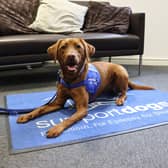 Millie the Red Fox Labrador is the latest recruit at Sheffield-based charity Support Dogs.