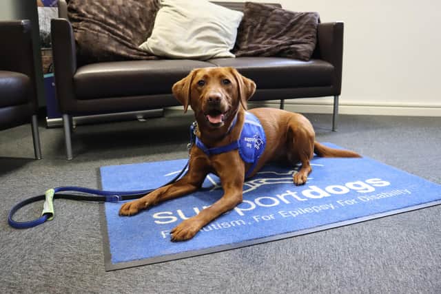 Millie the Red Fox Labrador is the latest recruit at Sheffield-based charity Support Dogs.