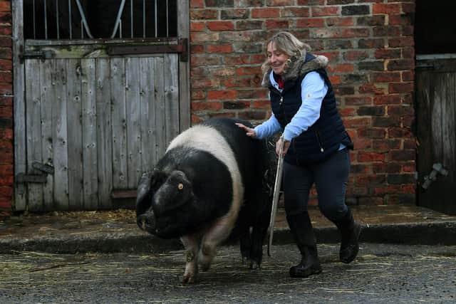 Lyn Arrowsmith with her British Saddleback pig.