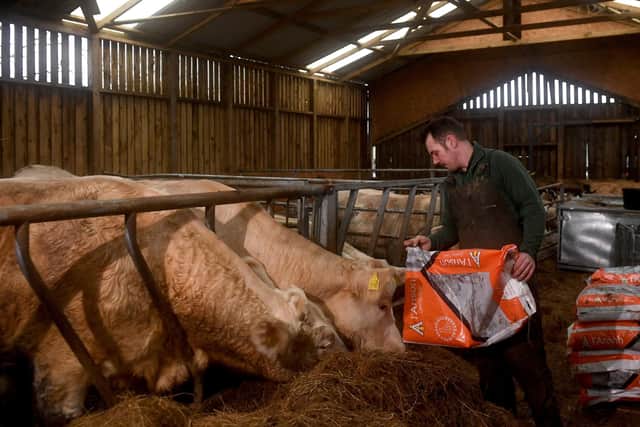 Stephen Frankland is pictured with his cattle atWillen Tree Farm, With Lane, Tatham, nr BenthamPicture taken by Yorkshire Post Photographer Simon Hulme