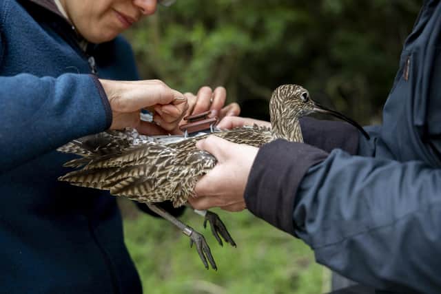 Seventeen birds were tagged, males more than females as they are easier to catch which was done using a feather decoy from a dead bird and playing the curlew calling sound to attract them into a net.