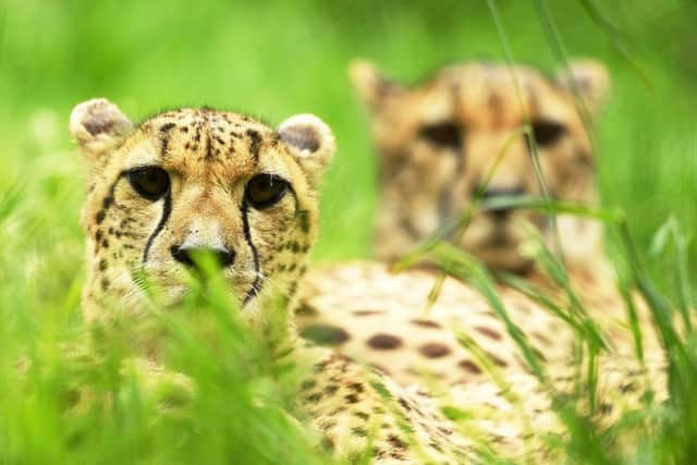 A pair of Cheetahs look on from their enclosure as preparations are made at Exmoor Zoo ahead of the relaxing of Covid-19 restrictions in June 2020 (Photo: Harry Trump/Getty Images)