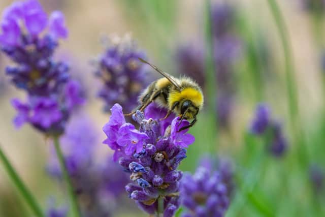 Honey bee taking pollen from a lavender plant. Picture: Simon Mooney.