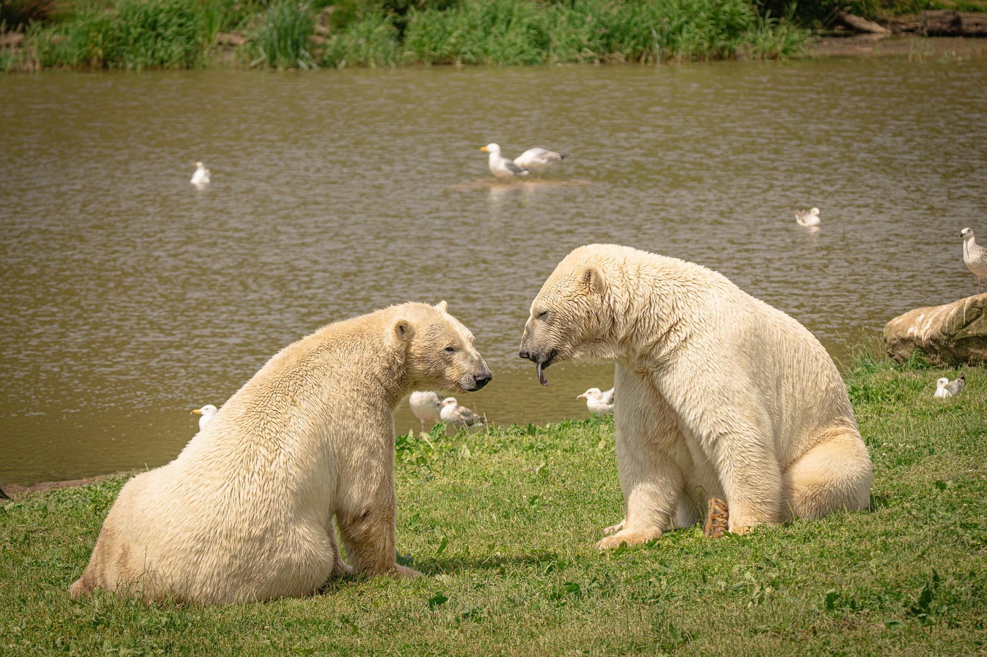 Watch adorable video showing moment polar bear brothers meet for the first ...