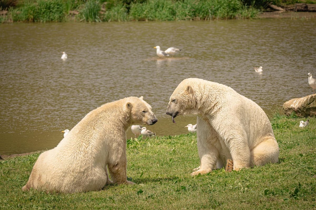 Watch adorable video showing moment polar bear brothers meet for the first ...