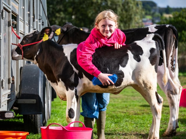 Pictured Florence Clarkson, aged 9, of Halifax, washing down a young Holstein Friesian Calf. Picture: James Hardisty. Date: 5th September 2026.