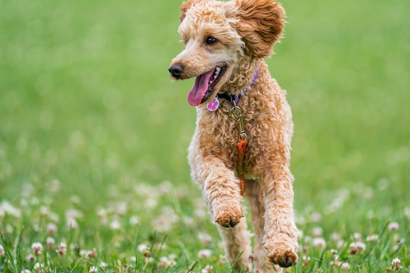 Poodles are hypoallergenic and do not shed. However, they require brushing every day or their coat will tangle into matts which are uncomfortable and sometimes painful for the dog. Poodles need to be groomed by a professional around every six weeks to keep them healthy and happy.