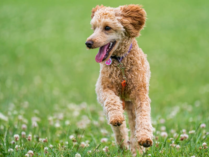 Poodles are hypoallergenic and do not shed. However, they require brushing every day or their coat will tangle into matts which are uncomfortable and sometimes painful for the dog. Poodles need to be groomed by a professional around every six weeks to keep them healthy and happy.