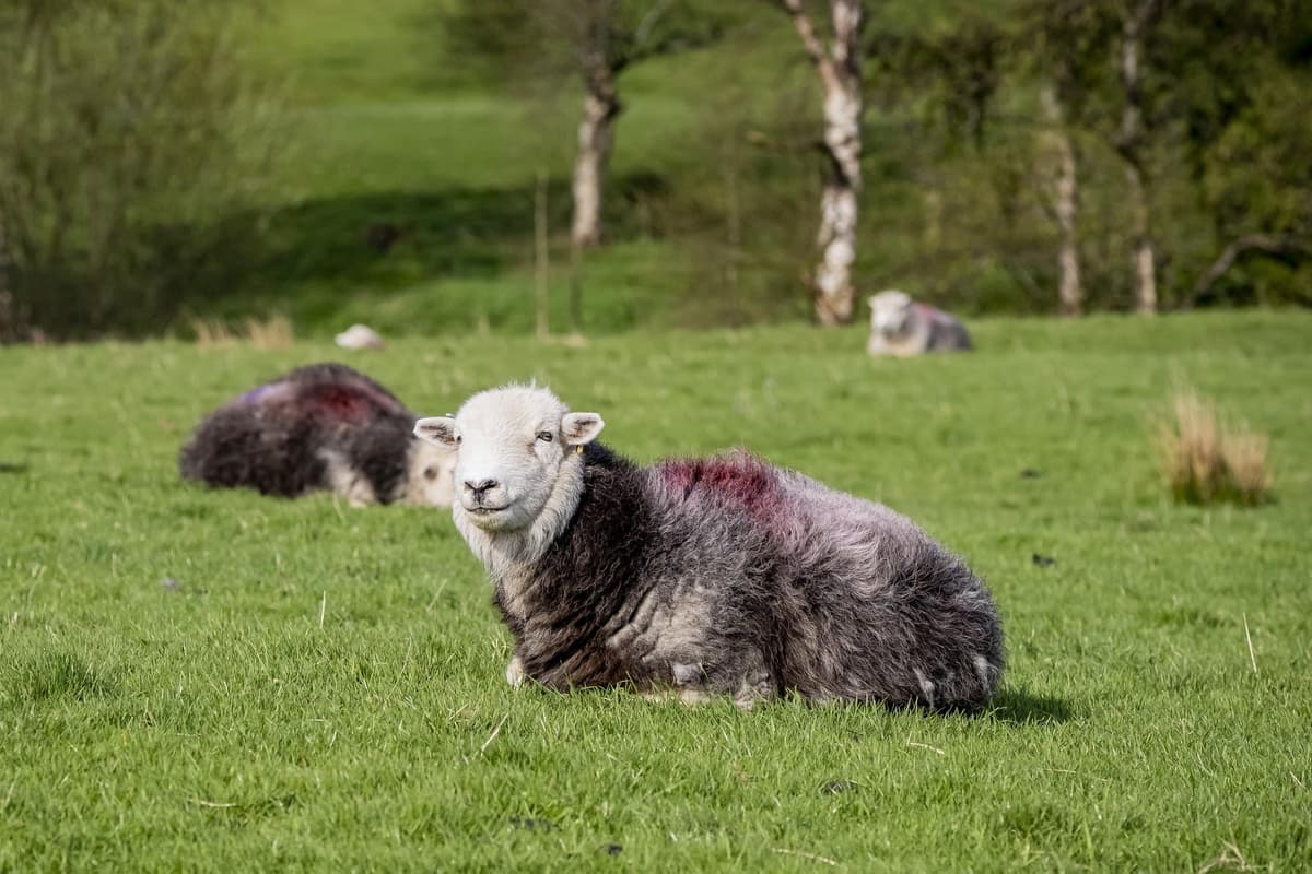 Abgeordneter aus Yorkshire alarmiert wegen Blauzungenkrankheit bei ...