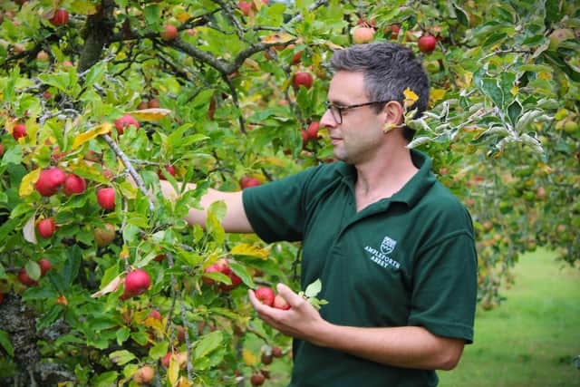 Steve Ward apple picking Picture Ampleforth Abbey.