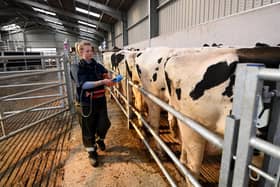 Hattie Noble on the  farm performing her scanning of pregnant cow, at South Acre Farm Melbourne, York.