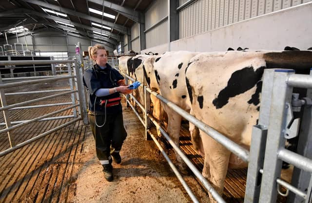 Hattie Noble on the farm performing her scanning of pregnant cow, at South Acre Farm Melbourne, York.