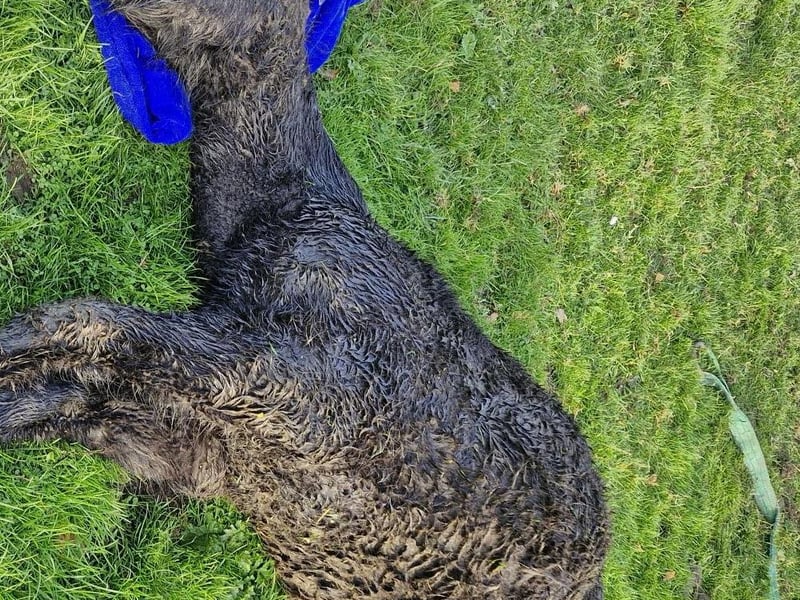 Rest in peace, young foal. King could not be saved by vets following his injuries