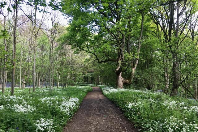 East Wood, a stretch of woodland above Otley, is up for sale. Photo: Otley 2030