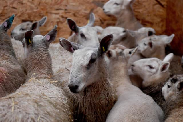 Sheep at Willen Tree Farm, With Lane, Tatham, nr BenthamPicture taken by Yorkshire Post Photographer Simon Hulme