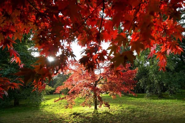 Autumn colours at Thorp Perrow Arboretum. (Pic credit: Simon Hulme)