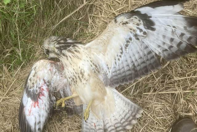 A buzzard which had been found shot in Norfolk.