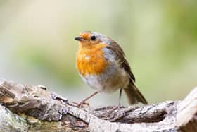 A robin at Cromwell Bottom Nature Reserve. (Pic credit: Bruce Fitzgerald)