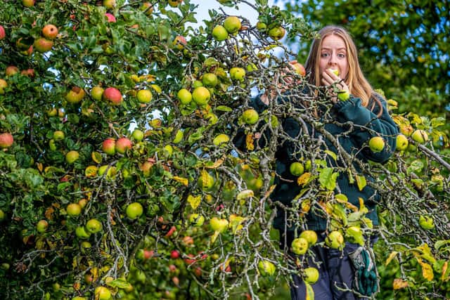 Head Gardner Lawrence Wright, with Heather Gabe and Emma picking apples from the trees at Newby Hall. Picture Credit Charlotte Graham