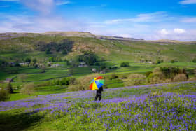 English bluebells in Oxenber Wood and Wharfe Wood close to Austwick near Settle in the Yorkshire Dales National Park, photographed for The Yorkshire Post by Tony Johnson in May 2024.